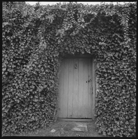 An entry door for an ivy covered building